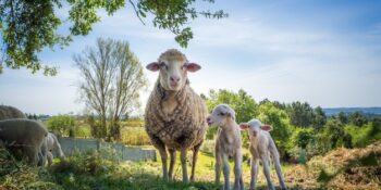 mother-sheep-with-its-two-baby-sheep-grassy